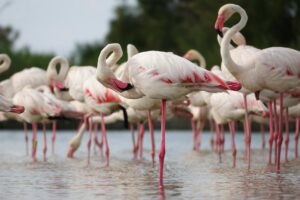 Lake Nakuru National Park
