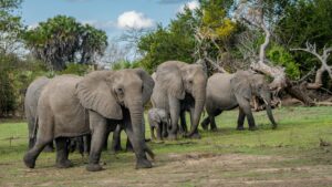 Ruaha National Park