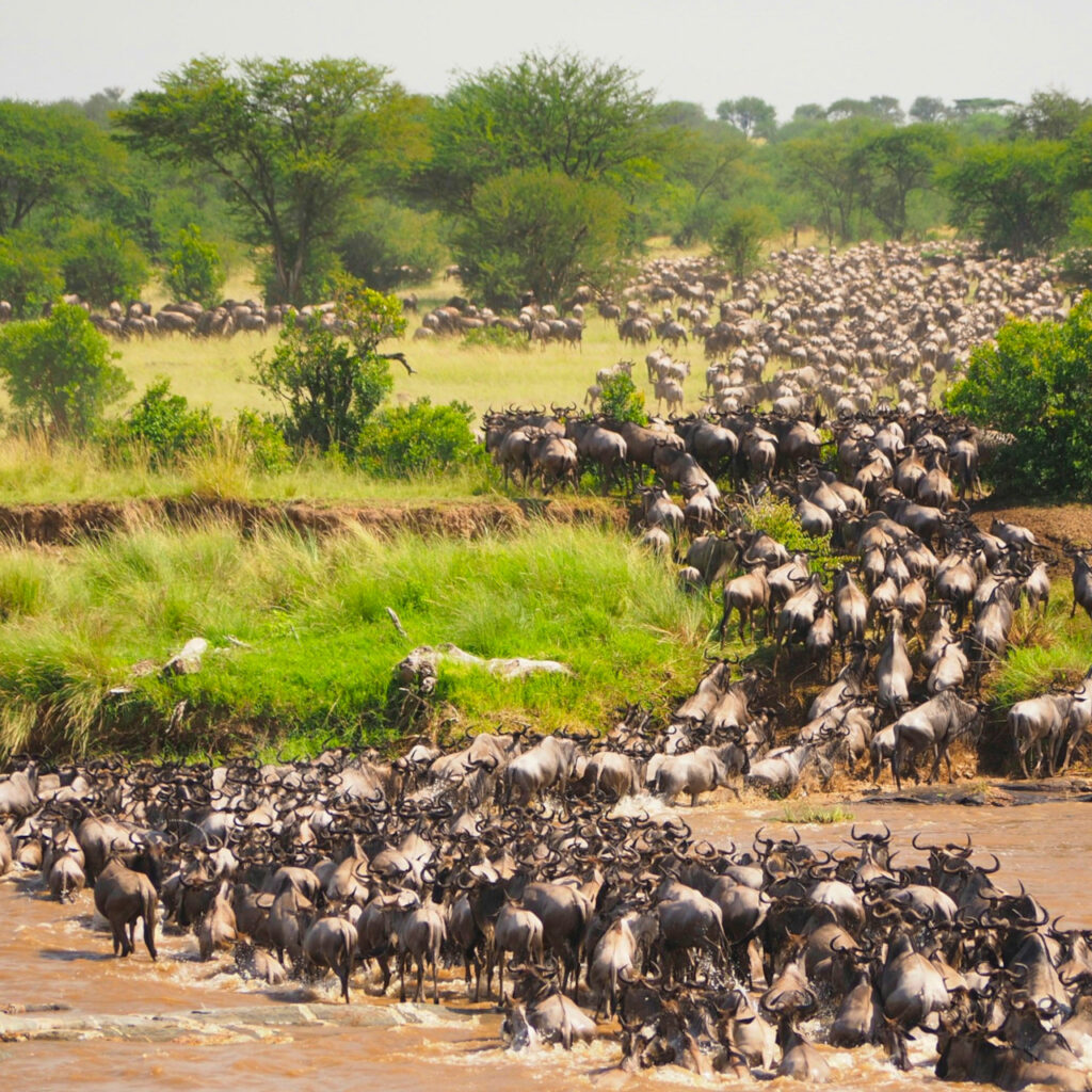 Masai Mara Wildebeest Migration