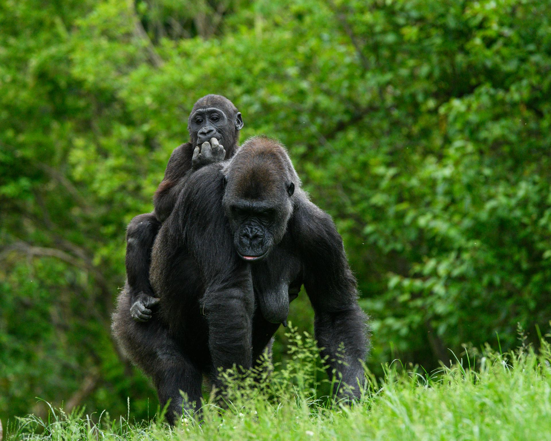 Rwanda gorilla trek