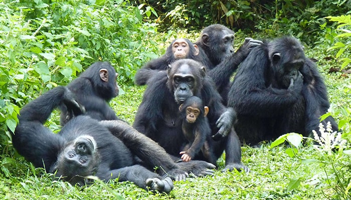 Uganda chimp tracking luxury
