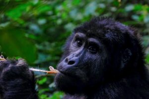 Mgahinga Gorilla National Park